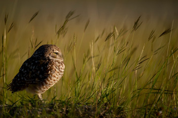 Florida Burrowing Owl in a field of tall grass staring into the morning sunlight