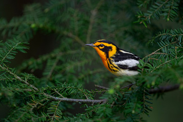 A close-up portrait of a male Blackburnian Warbler perched in a hemlock tree branch in soft...