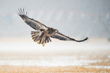 A juvenile Bald Eagle flies over an open field in the falling snow on a cold winter day.