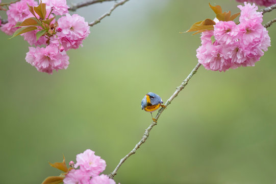 A tiny Northern Parula perched in a beautiful pink cherry blossom tree in the early spring with a smooth green background.