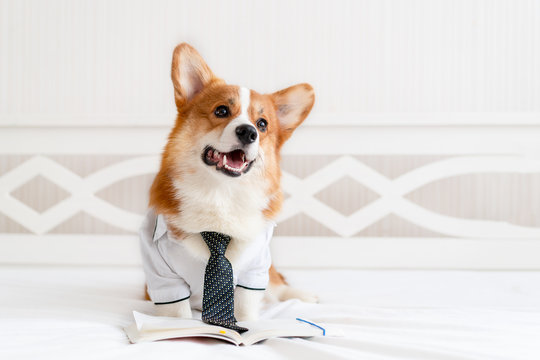 Cute corgi dog in stylish shirt and tie standing near daily planner. Pet fashion. Business