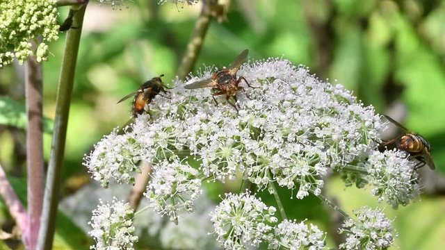 Parasite fly / tachinid fly / Tachina fera feeding on nectar from umbellifer flower in summer
