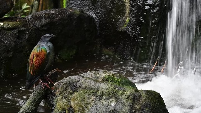 Nicobar pigeon (Caloenas nicobarica) perched in front of waterfall, native to the coastal regions from the Andaman and Nicobar Islands, India