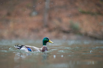 A male Mallard swimming in water in a light snow on a cold winter day.