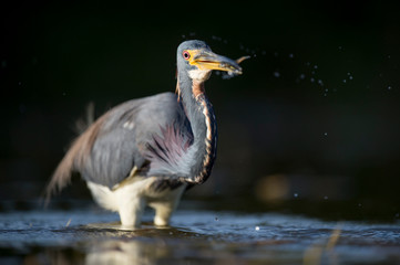 A Tricolored Heron stalks the shallow water in the early morning sun with a dark background and dramatic lighting.