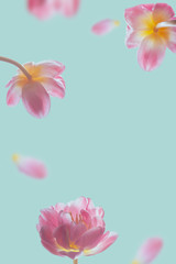 beautiful abstract blue background with falling and soaring tulips.