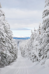 Yellowstone Mountain Landscape in Winter