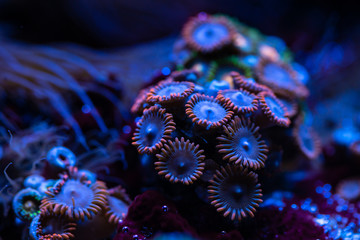 Pretty anemones in sea coral reef aquarium motion nature 