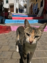 Gato en Tanger