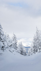 Fototapeta na wymiar Yellowstone Mountain Landscape in Winter