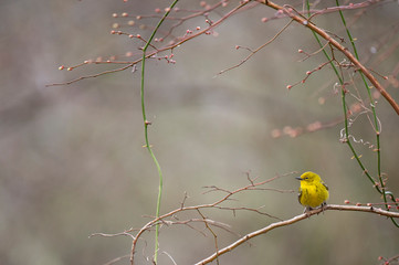 A bright yellow Pine Warbler perched in a branch with a smooth background in soft overcast light.