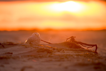 A Snowy Owl glows in the setting orange sunlight while sitting on a sandy beach in the evening.