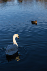 White swans swimming on a quiet blue lake water