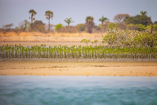 Small mangroves trees grow on a sandy beach in the sea lagoon of Saloum, Senegal, Africa. It's typical of West Africa.