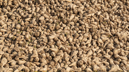 Close-up harvested sugar beet dumped on a pile. Agriculture concept.