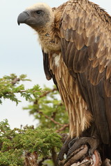 Vulture in the wilderness of Africa Griffon