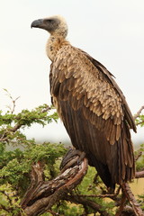 Vulture in the wilderness of Africa Griffon