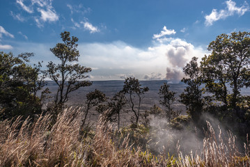 Looking through bushes to Halemaumau crater producing flume, Kilaeuea volcano, Hawaii,, USA.