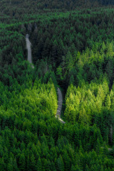 Forest Road From Above
