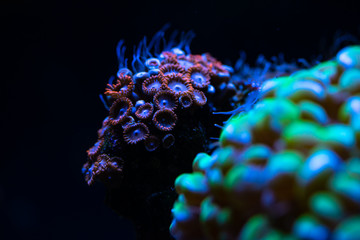Pretty anemones in sea coral reef aquarium motion nature 