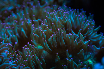 Fototapeta na wymiar Pretty anemones in sea coral reef aquarium motion nature 