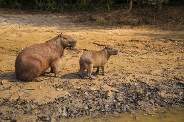The capybara from the Bolivian forest