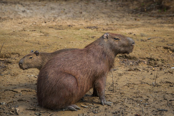 The capybara from the Bolivian forest