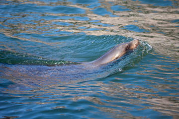 Obraz premium Seshund