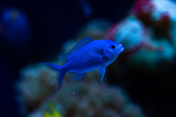 Nice blue color fish in sea aquarium nature ocean life