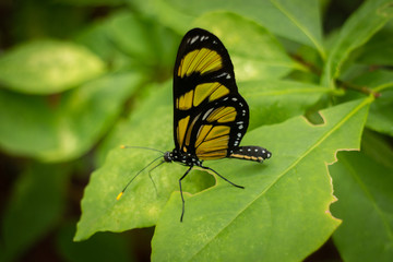 Multicolored butterfly bred in the province of Misiones, Argentina
