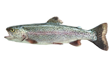 Rainbow trout isolated on white - obrazy, fototapety, plakaty