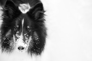 Portrait Of Dog In Snow