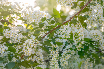 White flowers blooming bird cherry.