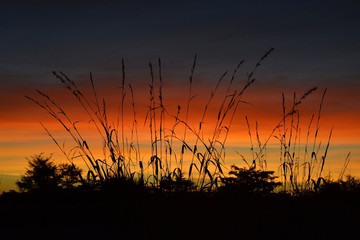 Tall grass at sunset near Botswana National Park. Contrast with red and orange sky, clouds.
