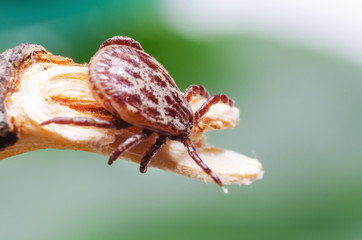 Tick, dangerous parasite and the carrier of infection sits on a branch