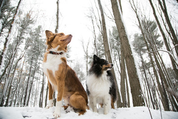 Australian Shepherd and Sheltie in Winter Forest