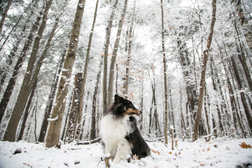 Majestic Portrait of Dog in Canadian Winter