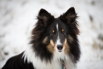 Portrait of Sheepdog in Snow