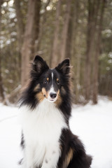 Portrait of Young Dog in Forest
