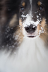 Dog Nose Covered in Snowflakes