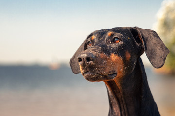 Dobermann Portrait