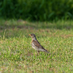 The fieldfare (Turdus pilaris) is a member of the thrush family Turdidae. 