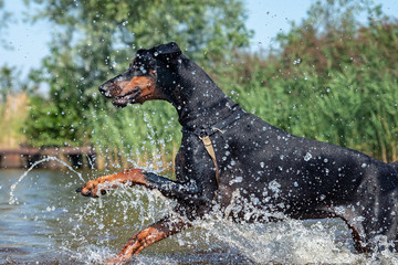 Dobermann im Wasser