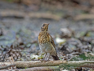 The fieldfare (Turdus pilaris) is a member of the thrush family Turdidae. 