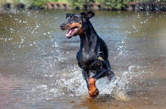 Dobermann im Wasser