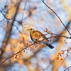  Fieldfare (Turdus pilaris) feed on red berries in winter. The fieldfare (Turdus pilaris) is a member of the thrush family Turdidae. 