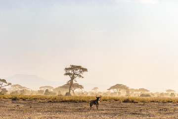 Wildebeest in Amboseli National Park