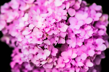 pink flowers background