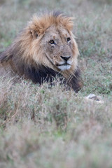 close up of lying lion