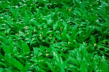 Obraz premium Wild garlic bear garlic park forest after rain